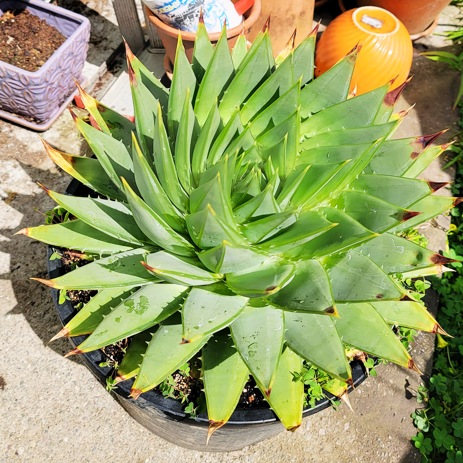 Spiral Aloe Vera