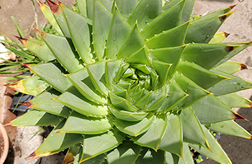 Unexpected Garden