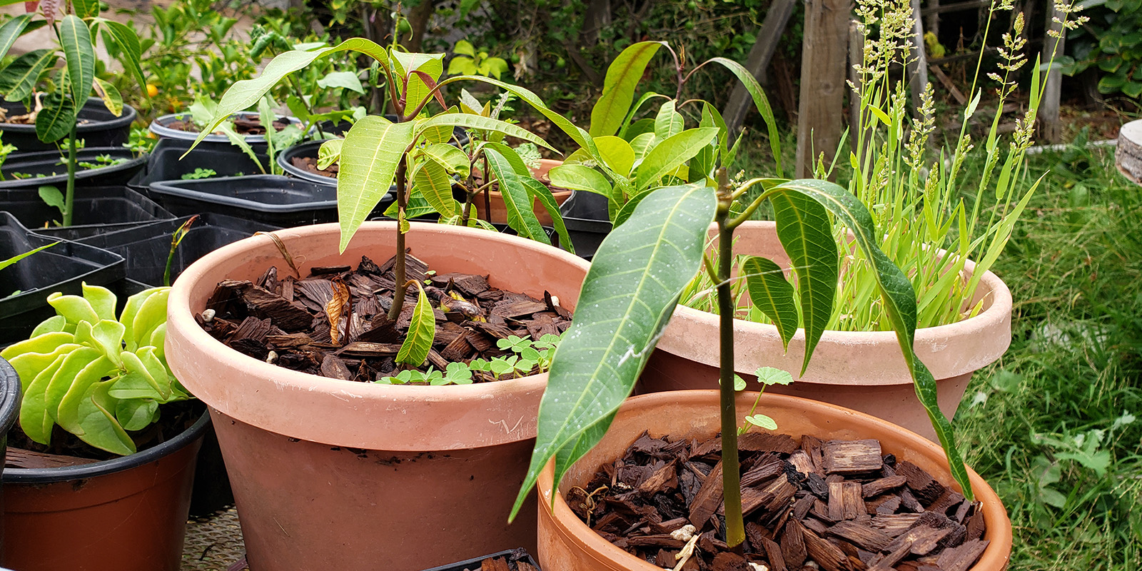 Mango seeds sprouted